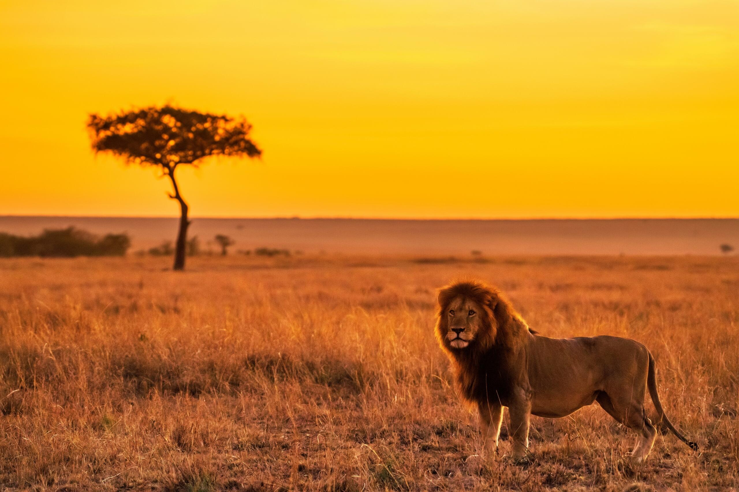 A silhouette of a male lion against an African sunset.