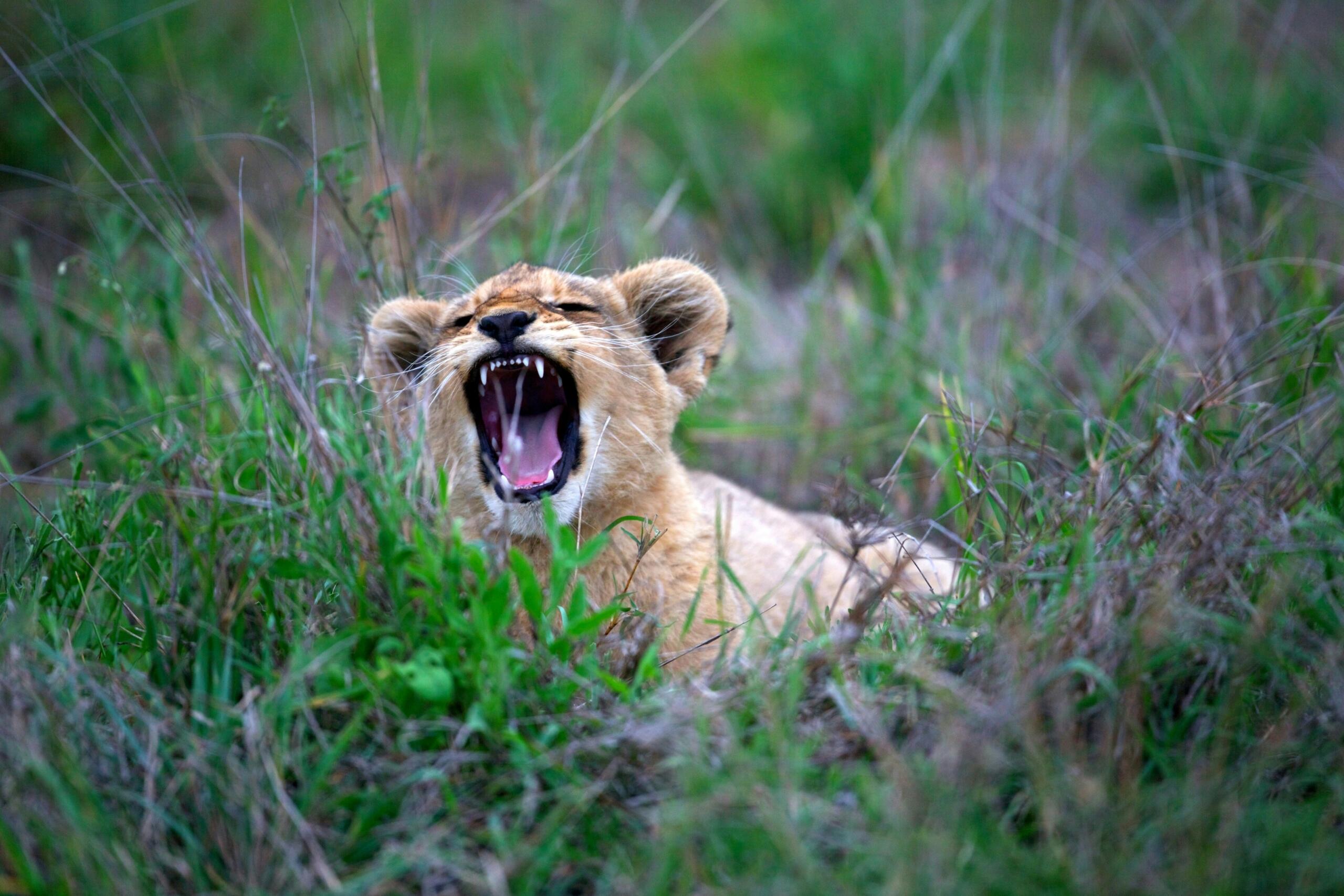 Young lion cub sitting in tall grass with its mouth open.