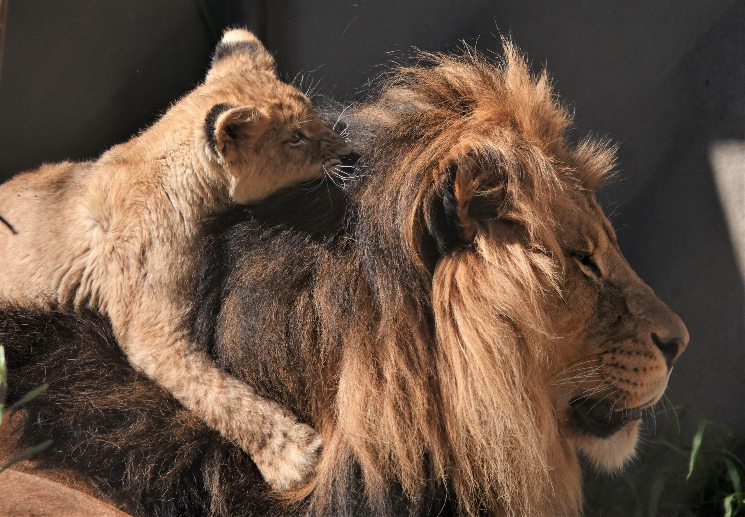 Adult lion resting with a young cub beside him, evoking Mufasa teaching Simba about leadership and responsibility.