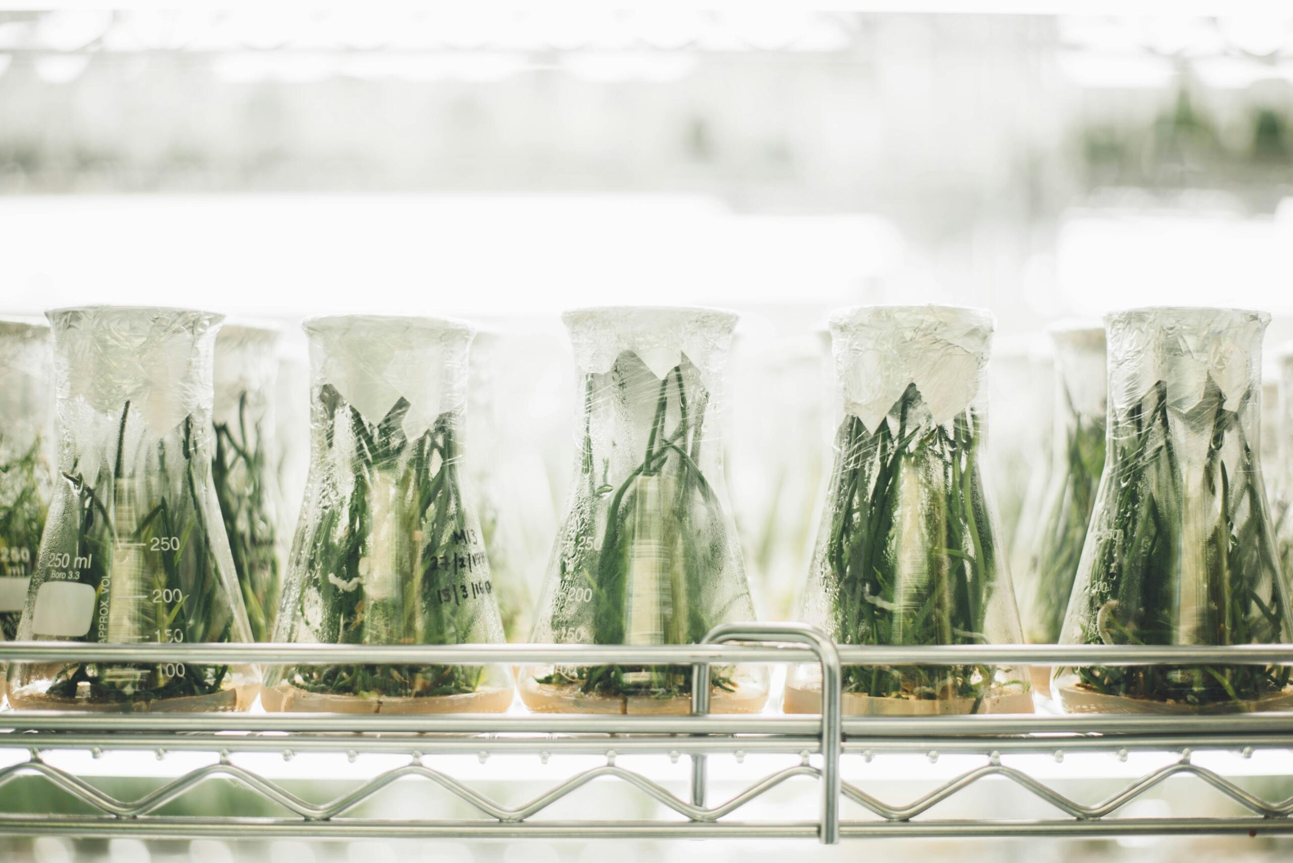 Plants in laboratory test tubes for a Life Sciences experiment.