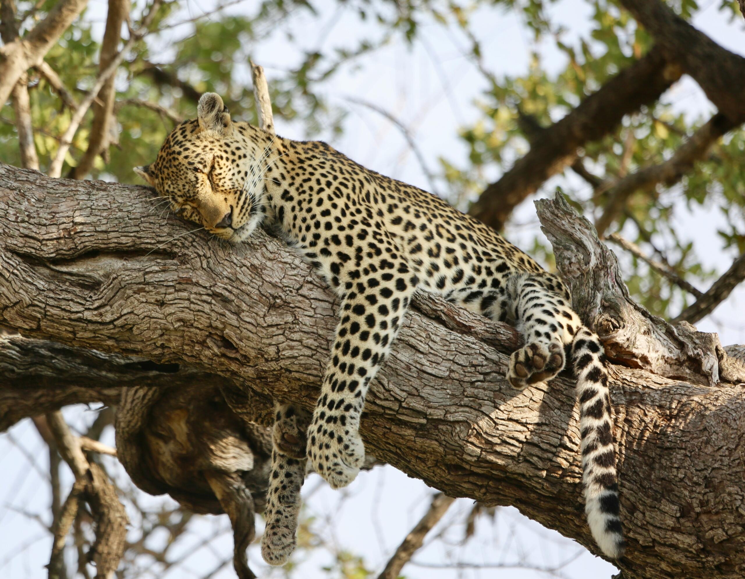 An image of a leopard asleep in a tree.