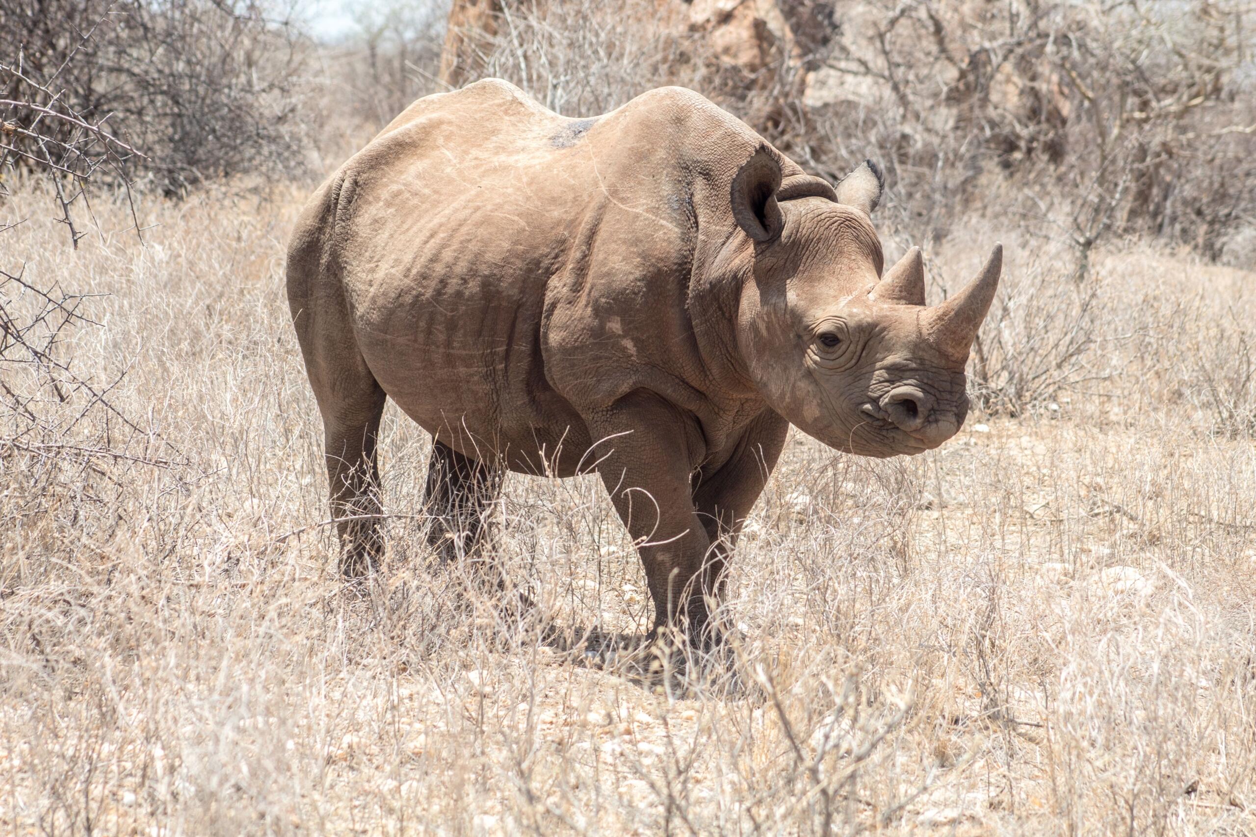 Black rhinoceros standing in dry grassland in South Africa.