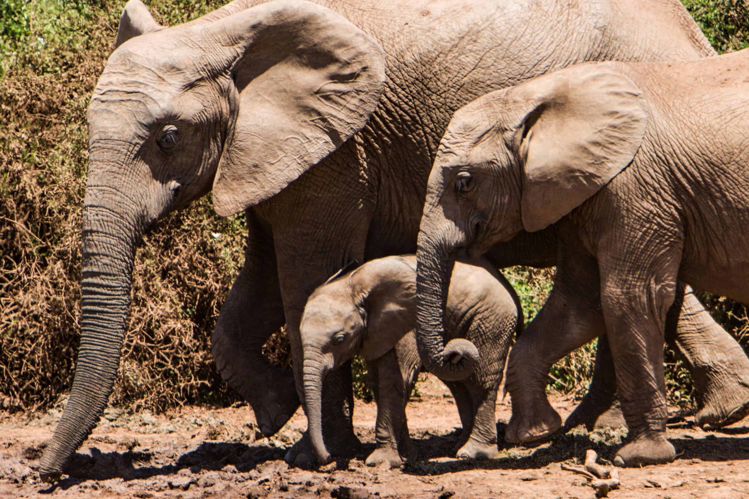 African elephant family with calves at Addo Elephant National Park, Eastern Cape, South Africa.